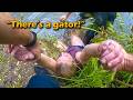 Shoplifter's Brilliant Escape Plan Ends in Gator Infested Waters