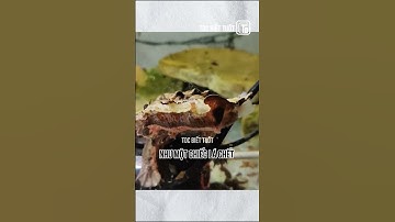 Rùa lá Mata Mata: rùa ninja làng lá