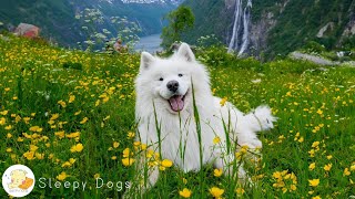 10 Hours Anti Anxiety Music for Dog: TV for Dogs & Videos for Dog to Prevent Boredom With Dog Music by Sleepy Dogs 4,043 views 2 weeks ago 10 hours