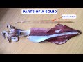 Squid Anatomy Quiz
