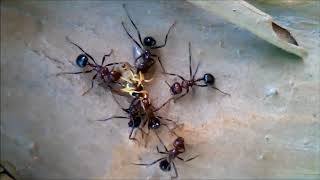 Fruit fly predation by Ants