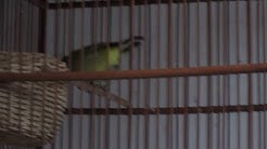 Burung Pleci Kawin - Durasi: 1:40. Burung Pleci Kawin - Durasi: 1:40.