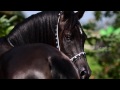 Black purebred Arabian stallion.