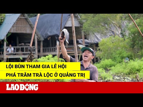 Video Lội bùn tham gia lễ hội phá trằm Trà Lộc ở Quảng Trị |... - youtube