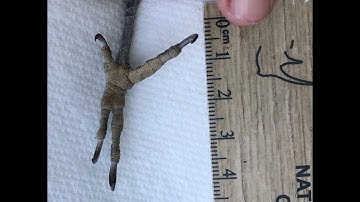 How to use the Bird T&S field guide