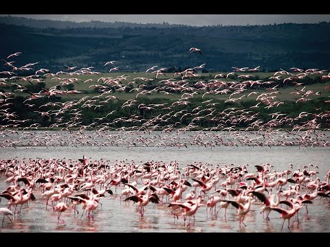 Təbiətdə quşların harmoniyası