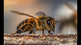 Bienen Im Anflug, Bestäubung