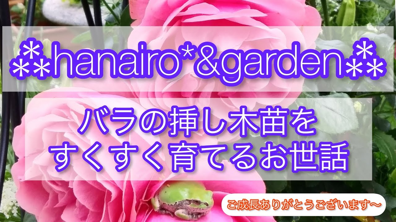 ガーデニング すくすく育つバラの挿し木苗の育て方のコツ 薔薇 挿し木 多年草 カミキリ虫 休眠期 Youtube