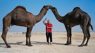 Cooking A Whole Camel In The Most Beautiful Desert! We Ate Everything!