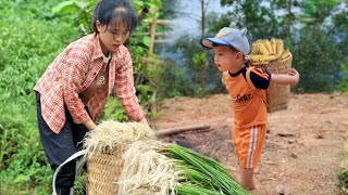 The son went with Duyen to harvest palanquins to sell _Daily Freedom