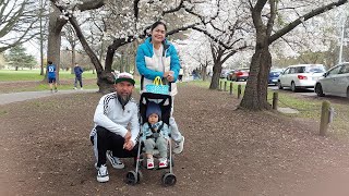 zeebeedee's first cherry blossom experience 