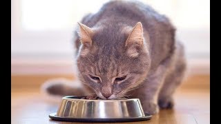 Кошку рвёт. Причина рвоты у кошки - язвенная гастропатия. Кошку рвёт. Причина рвоты у кошки - язвенная гастропатия.