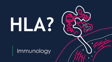What are HLAs? How do they affect your immune system and organ transplants? | Basic Science Series