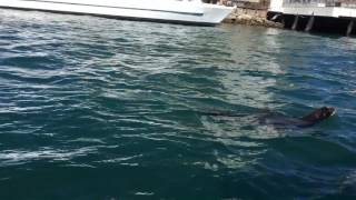 Cabo San Lucas seal by clapastor05 3 views 7 years ago 10 seconds