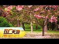 《农广天地》宝塔形身材让桃树早丰产 20190422 | CCTV农业