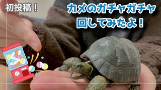 【初投稿】バンダイガチャポン「かめ」シリーズが想像よりハイクオリティーだった。