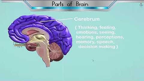 Central Nervous system BRAIN|| Animated science video || elearn K12