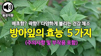 양배추방아잎부침개