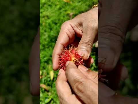 Video: Kaip lipti į sieną: 10 žingsnių (su nuotraukomis)