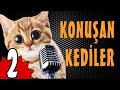 🤣🤣🤣 Pati TV - Konuşan Kediler 2 - Komik Kedi Videoları 🤣🤣🤣