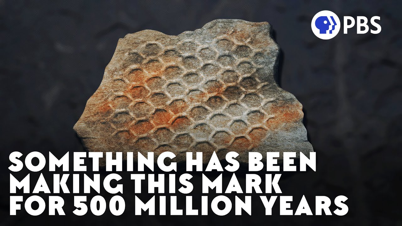 Documentary backdrop image for Something Has Been Making This Mark For 500 Million Years (2022)