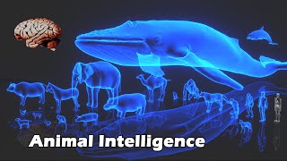 Comparison of Animal Intelligence by G's Data Lab 31,452 views 2 years ago 7 minutes, 17 seconds
