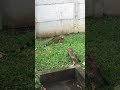LE CHAT A EU TR&Egrave;S PEUR (il croise un iguane)