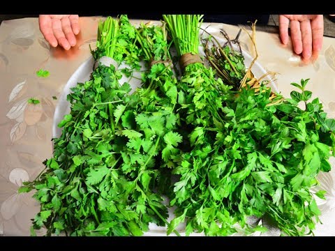 فيديو: نباتات الكزبرة اللاذعة - هل طعم الكزبرة مثل الصابون