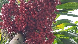 the Manila palm,Christmas palm, mini-royalpalm #landscape #garden #maintenancefree #plants #betelnut the Manila palm,Christmas palm, mini-royalpalm #landscape #garden #maintenancefree #plants #betelnut