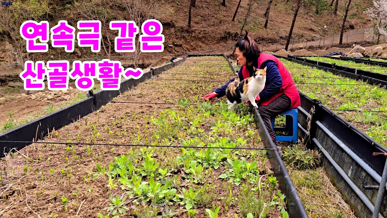 Жизнь в горах как мыльная опера! И весенний дождь