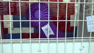 Will County Fair