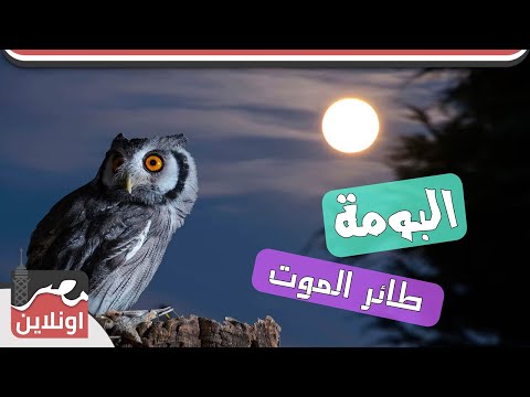 طائر الموت ونقل السحر حقائق مذهله عن البومة لم تعرفها من قبل