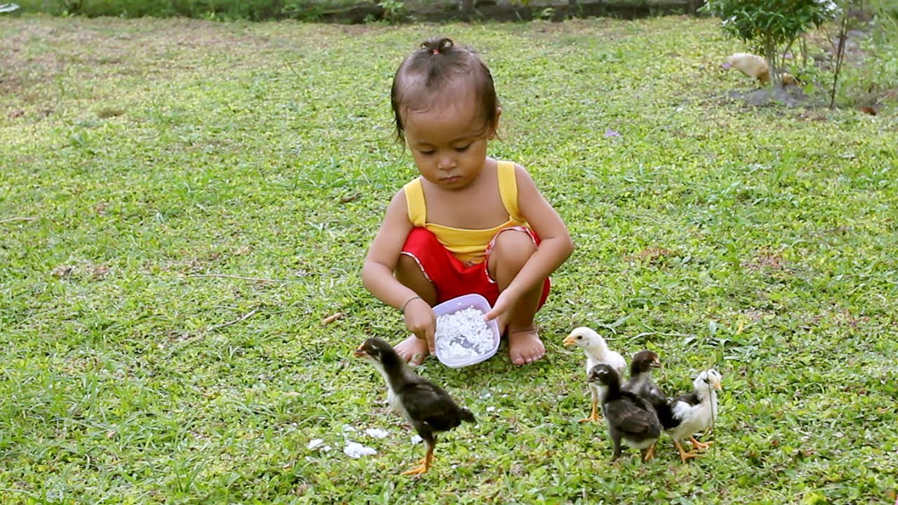 Lucu Balita Memberi Makan Anak Ayam Cute Baby Feeding Baby
