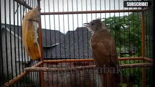 Pancingan kapastembak Bahan,dijamin pasti bunyi #kapastembakgacor#masterankapastembak#masteranburung