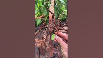 Bệnh nấm cổ rễ trên cây cà phê tơ #capheghep