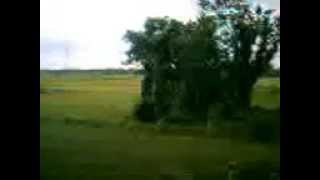 A Paddy Field in the State of West Bengal in India.