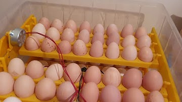 How to set & operate incubator 96 eggs set up