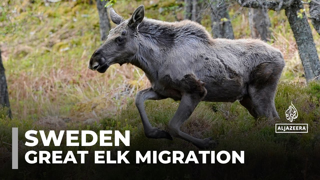 Sweden's live elk migration captivates millions