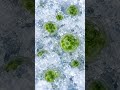 Why Is This Antarctic Snow Green? #Shorts