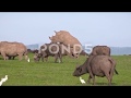 Rhinoceros Copulation, Surrounded By Bufflalos, Kenya1