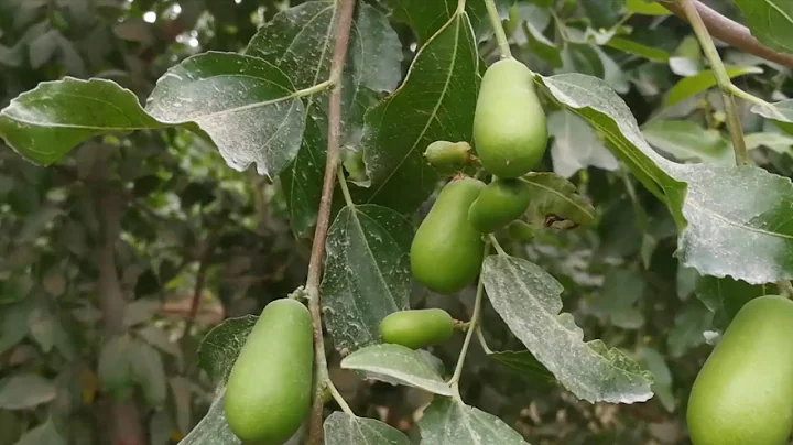 Villagers shake off poverty by growing jujubes in desert in Xinjiang, China - DayDayNews