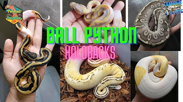 Holdback Ball Pythons Part 1