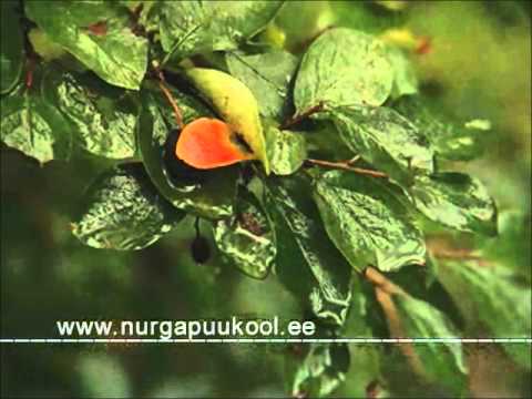 Video: Taimede Puukool Sablino Leningradi Oblastis Tosno Rajoonis