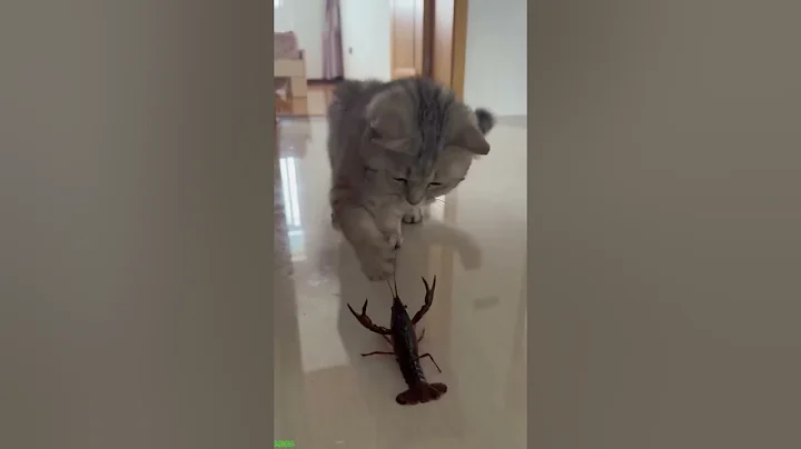 Watch the video about Cute Kittens 🐕 Cat Fight 🐈‍⬛ # Episode 9527