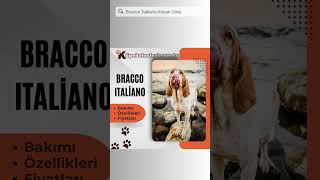 Bracco Italiano #Braccoitalianoshort  #Braccoitalianoshorts