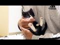 抱っこしたら5秒で寝る保護子猫