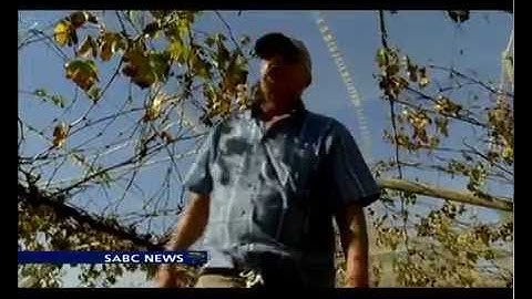 Table grape farmers hardest hit by drought