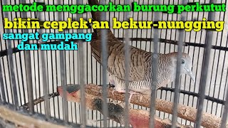 Cara ampuh Menggacorkan Burung Perkutut Tanpa Jamu Di jamin Jadi Ceplek'an bekur-bekur