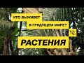 Растения в грядущем мире. Музей «Гараж» в Ботаническом саду МГУ «Аптекарский огород»