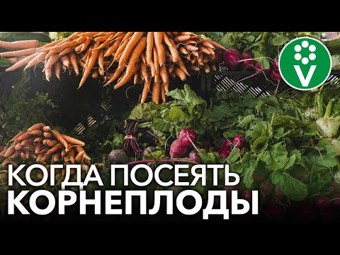 Видео: Выращивание черной сальсифии - узнайте об уходе за корнеплодами скорцонеры